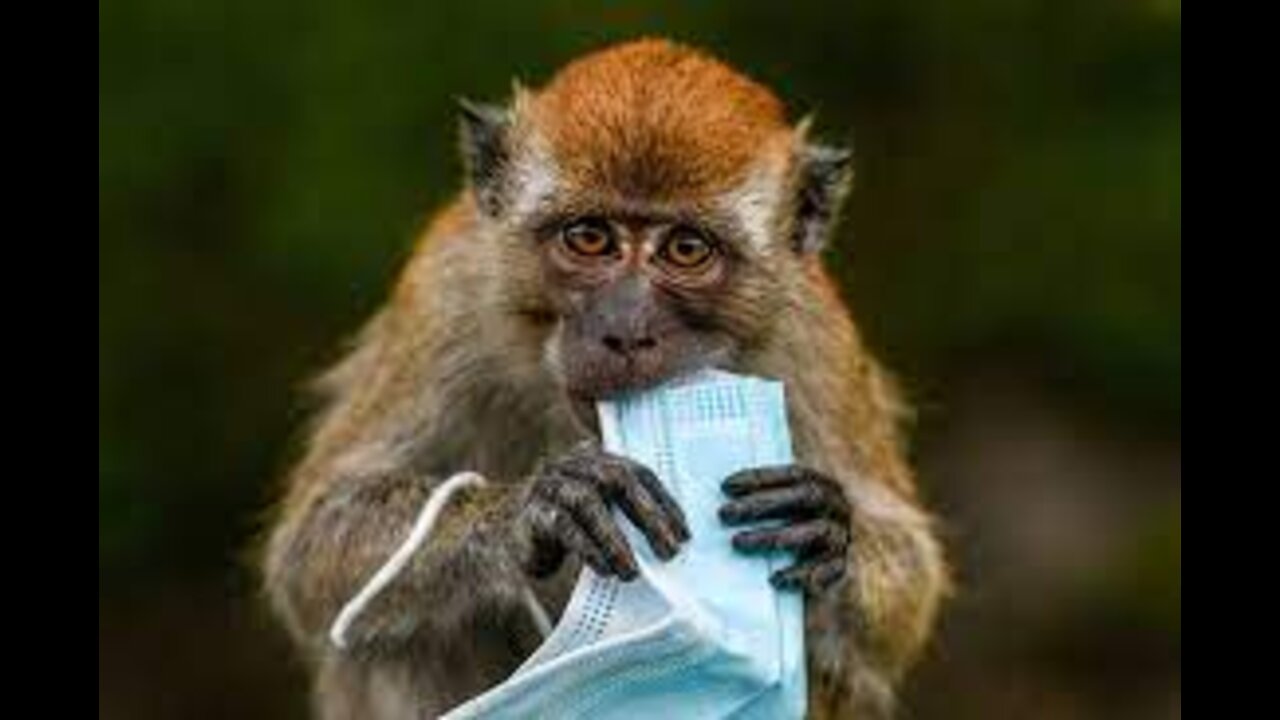 Monkeypox continues to spread as US repeats COVID-like mistakes