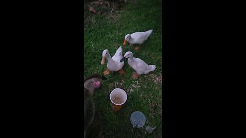 Feeding ducks oats