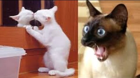 Funny Animal Videos 😻 Cat And Dog 🐶 Try Not To Laugh 😹 Funny Animals House#1