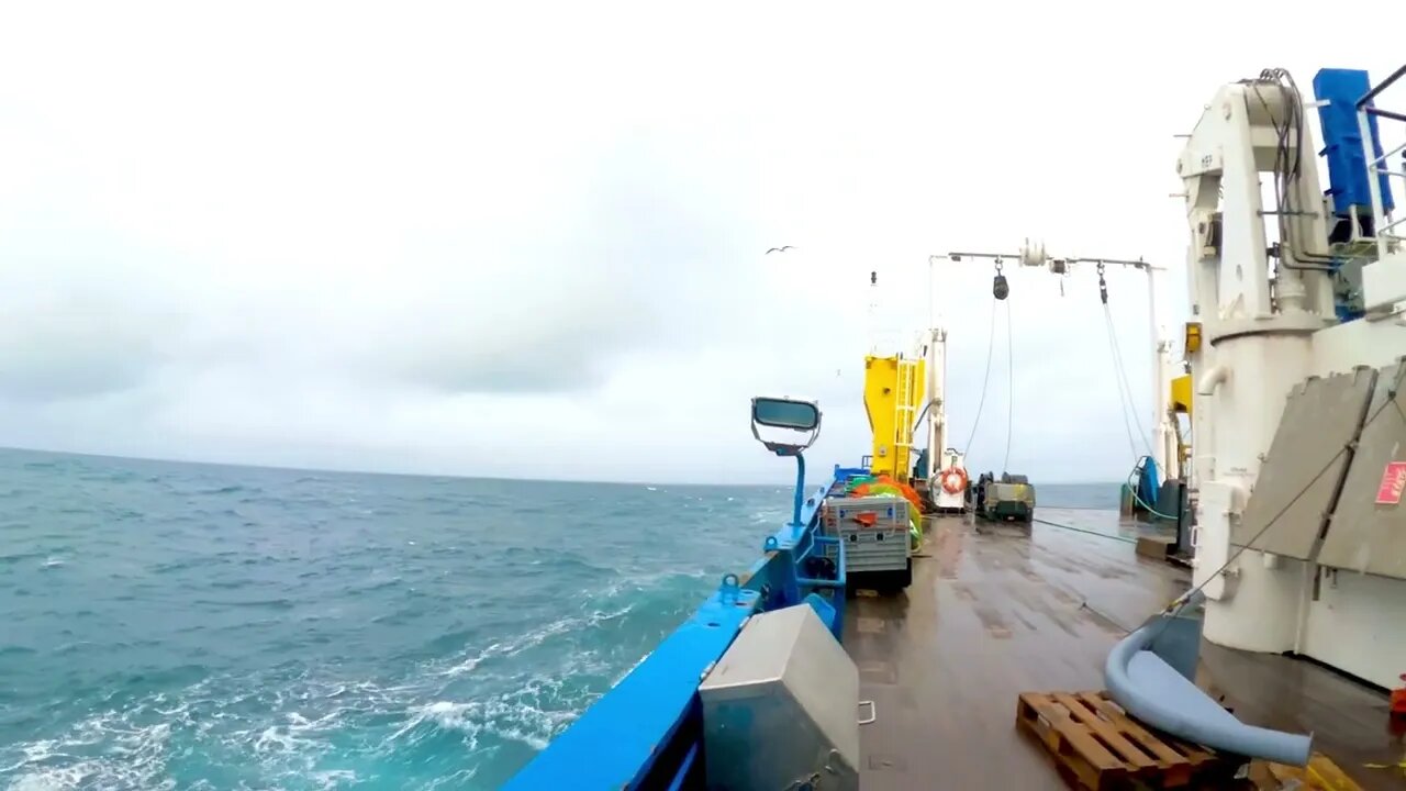 Catching dolphins and emptying nets.