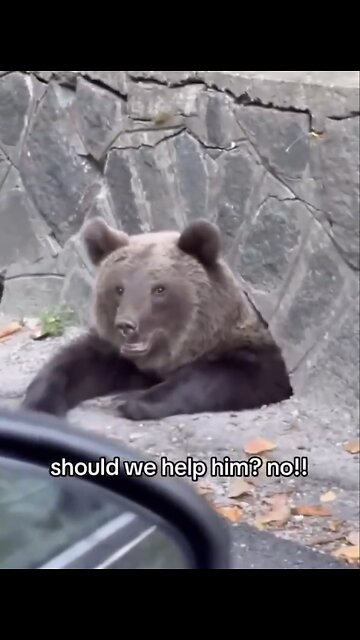 NEVER TRY TO REACH OUT🌳🚧🐻🚙📸TO A BEAR ON THE ROAD🌲🐻🚧🚙💫