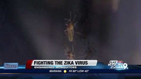 Modified mosquitoes released to fight Zika virus