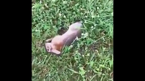 Dude comes across an interesting rabbit 😳