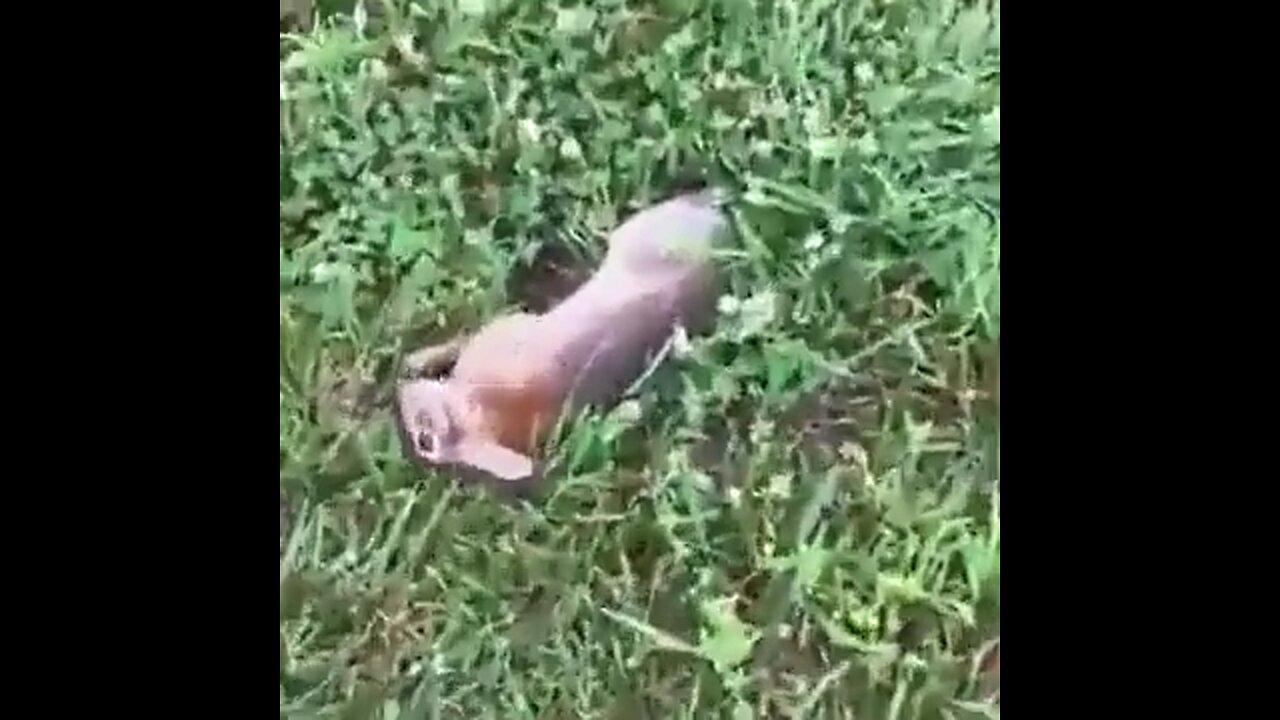 Dude comes across an interesting rabbit 😳