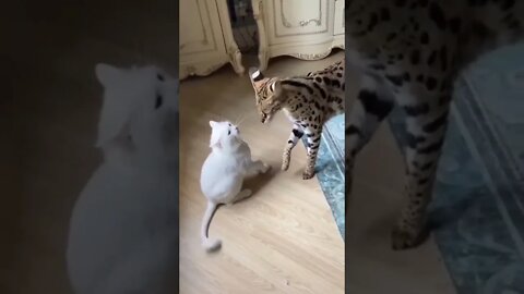 Funny Big cat teaching a lesson - Funny animal Tiktok videos #shorts