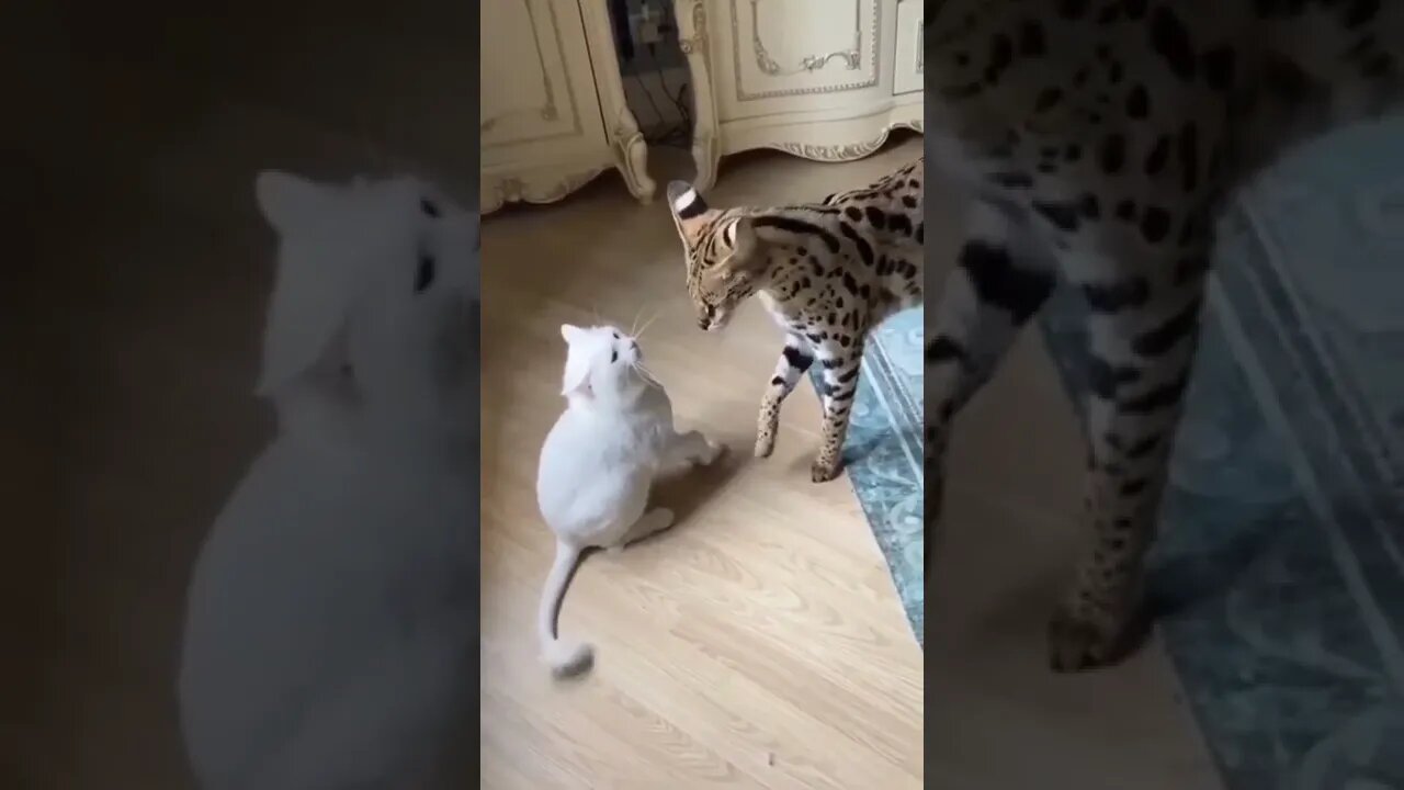 Funny Big cat teaching a lesson - Funny animal Tiktok videos #shorts
