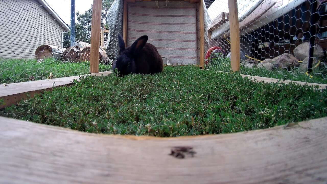 Chief Mowing the lawn, jumping rabbit