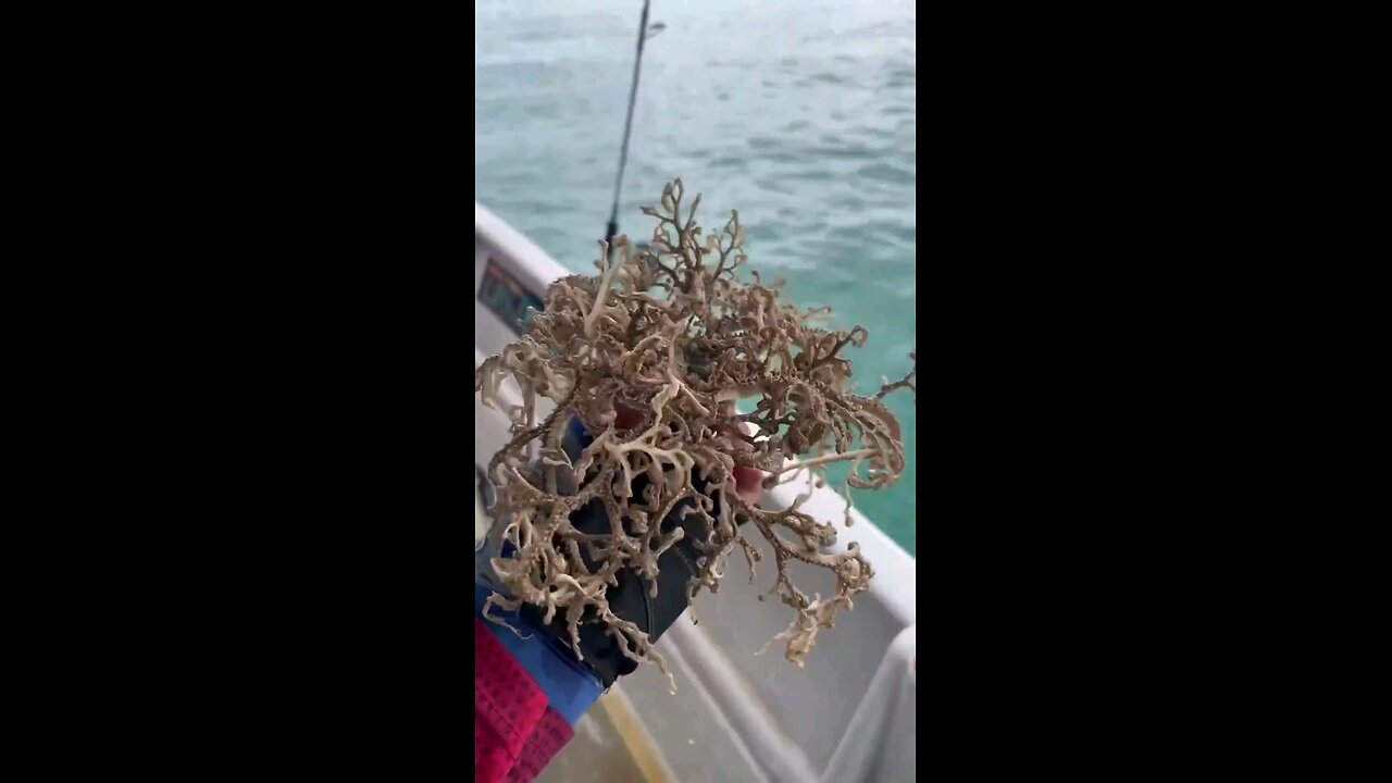 basket star. ⭐️ basket star. ⭐️ basket star. ⭐️ Basket Star