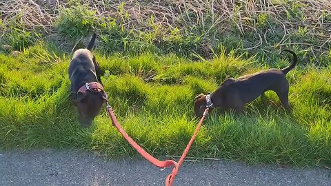 TOXIC Cancel Culture and toxicity in DOG world? Example OUTCROSS forum facebook doggroups