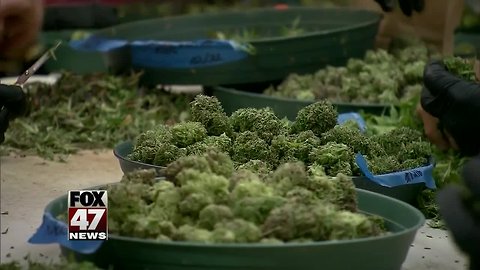 Report: Legalized recreational pot could bring in $262M in new tax revenue by 2023