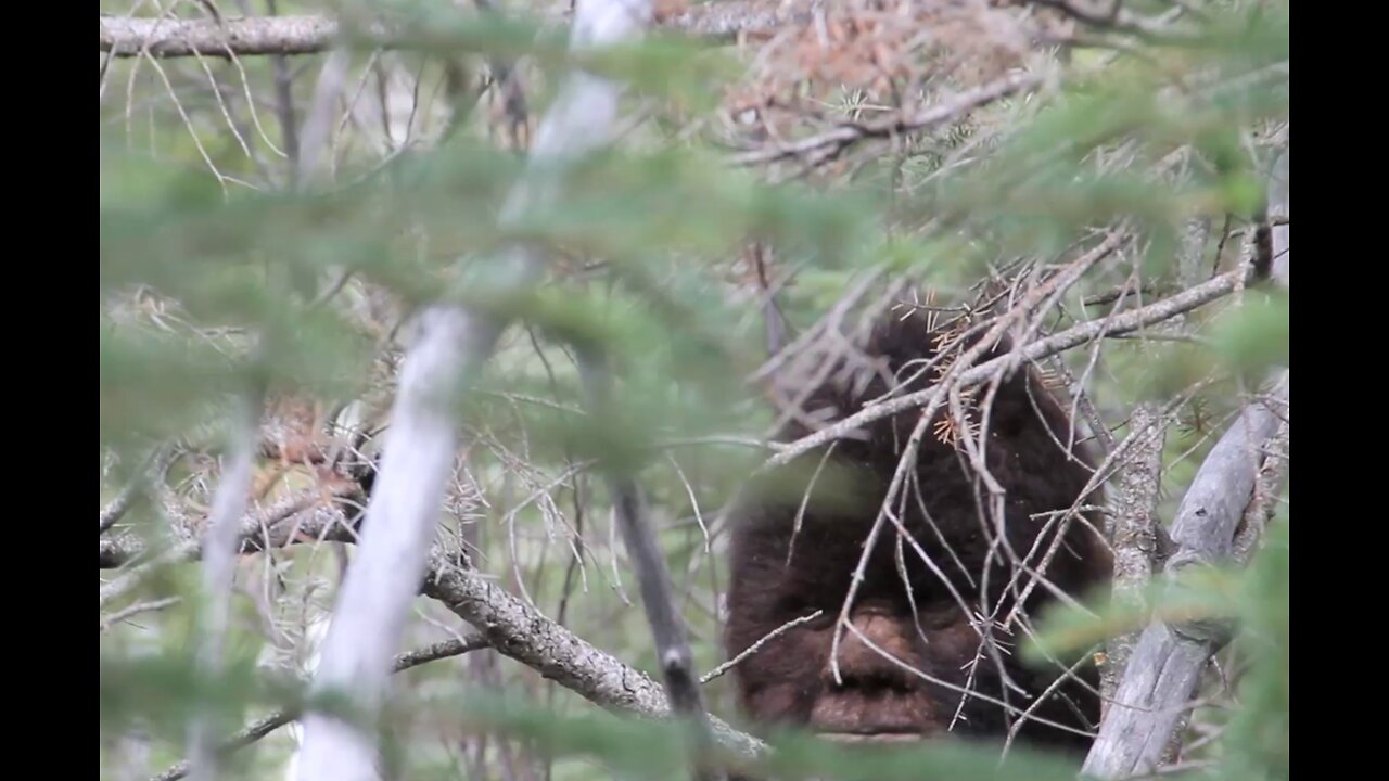 Sasquatch in northern Wisconsin