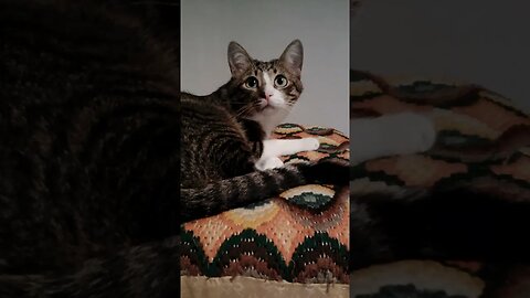 Cat with Large Pupils Sleeps on a Pillow