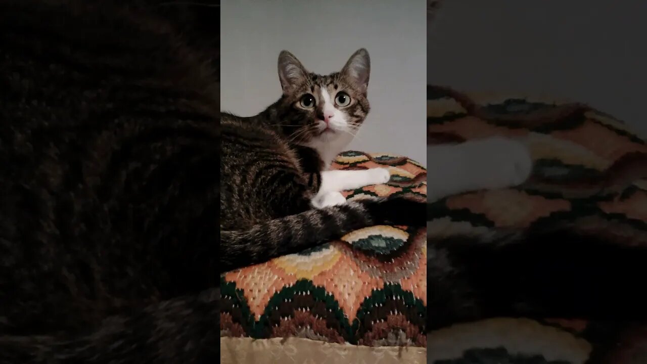 Cat with Large Pupils Sleeps on a Pillow