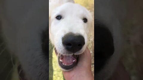 Beautiful Maremma pup