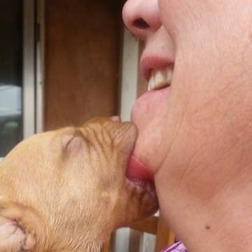 Adorable Dog Sucks On A Woman's Chin!