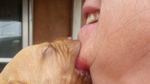 Adorable Dog Sucks On A Woman's Chin!