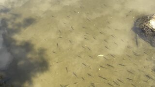 Humber River minnows waiting patiently