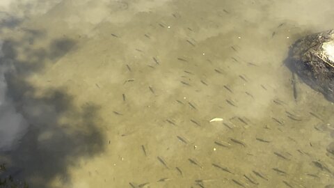 Humber River minnows waiting patiently