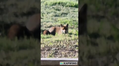 #cutefox #fox #wildlife