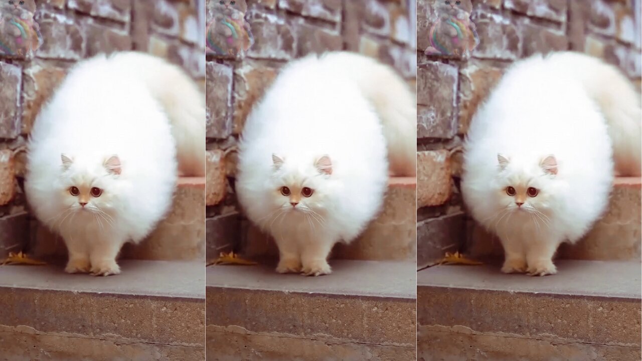 Beautiful Cat's Style 😺 #cat #cats #cute #cutecat #cutecats