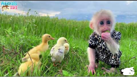 Cute Xuxu monkey with cute duck and chicken _ Funny Animals 🤎😆🧡
