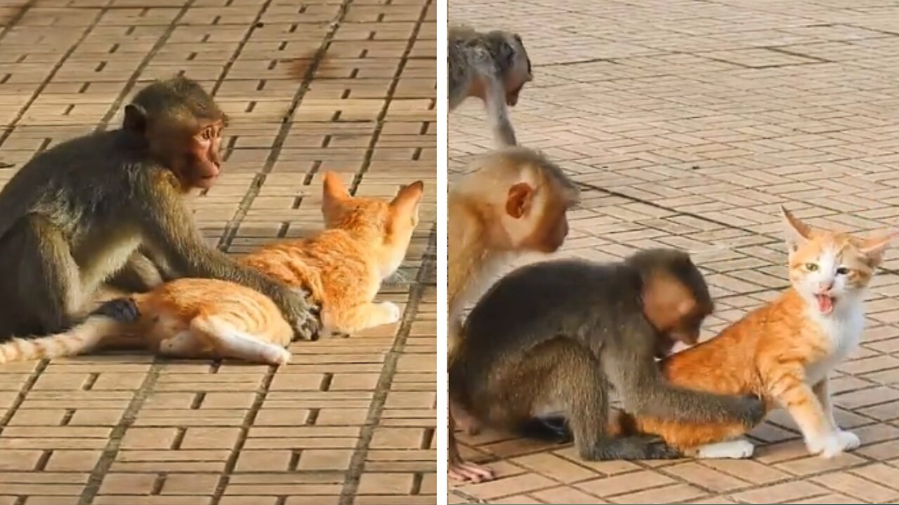 Cat And Monkey Funny Moments.