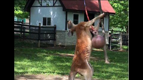Adult kangaroo having crazy fun time with a simple toy