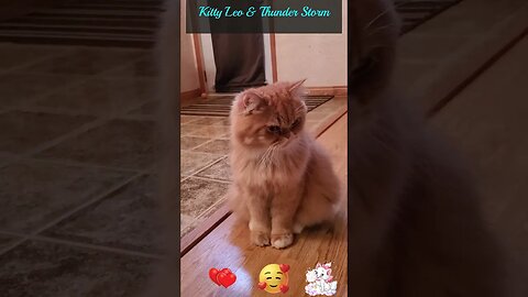 💗💞💝#kitty #Leo's #reaction to #thunderstorm 💓💗#cat #lover💓💗💞💝#petlover💗💞💝#beauty of #nature💓💗💝💞