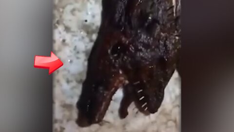 Big lizard? Reptilian? Dead