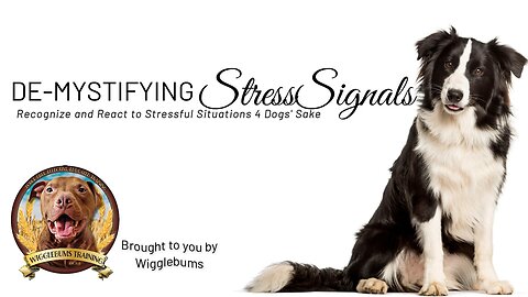 The Signals of Stress in Dogs