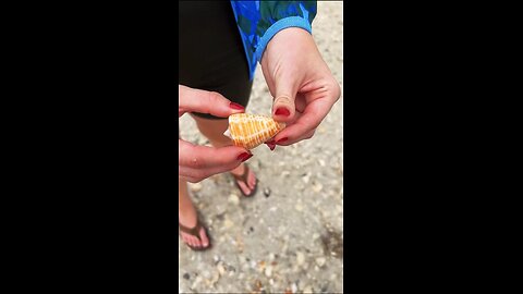 Livestream Highlights | Rare Golden Banded Cone & Junonia