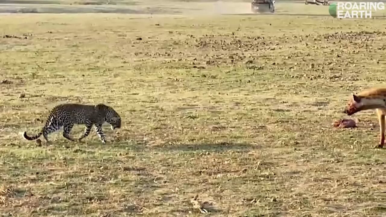Animals 🐆
