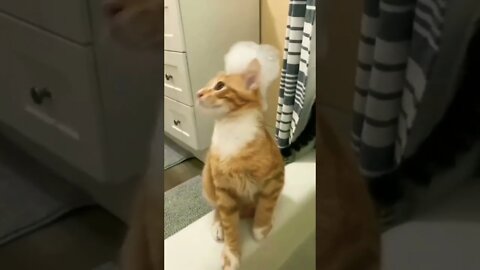 Seriously…do I have something on my head?! 😏😂🐱 #shorts #shortsfeed #clips #shortvideo