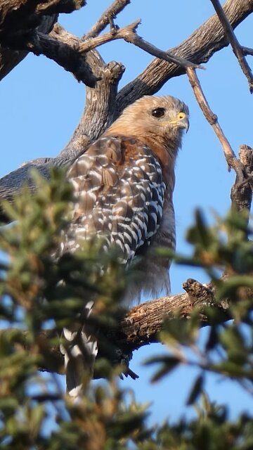 Red-shouldered Hawk🐦Pondering Perch