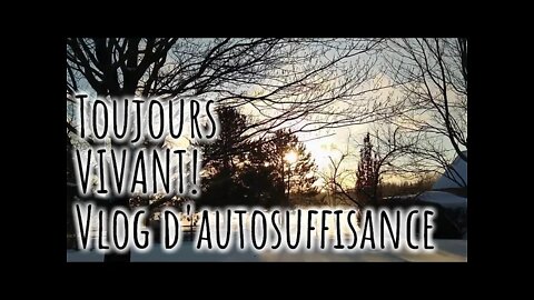 Toujours vivant - VLOG d'AUTOSUFFISANCE - #260