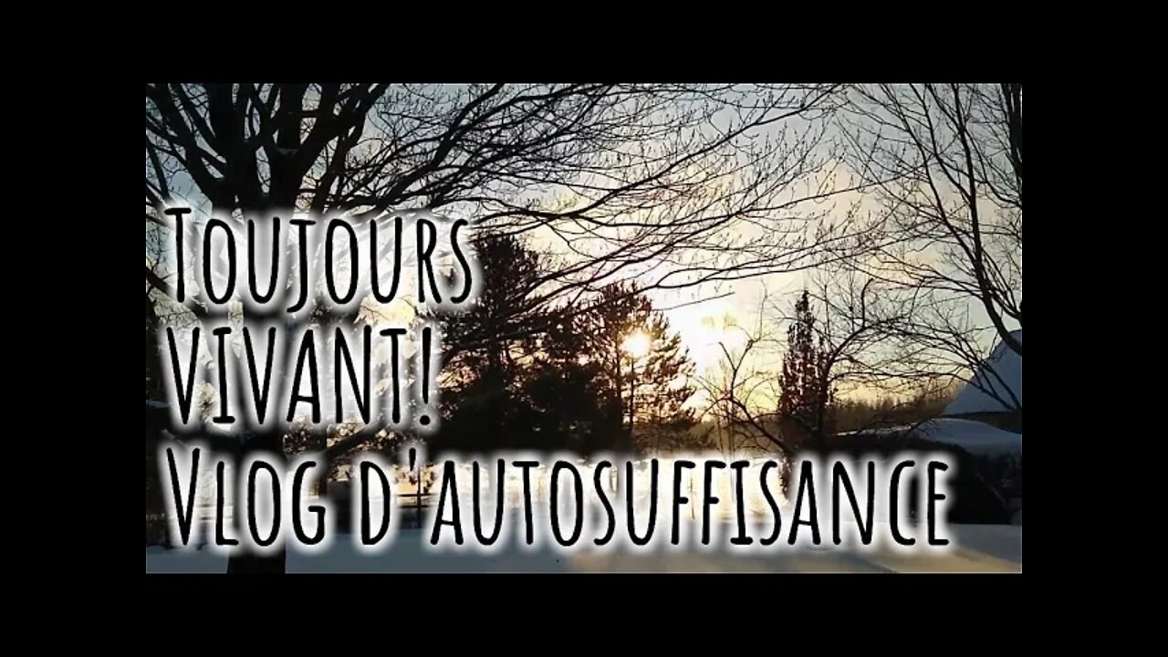 Toujours vivant - VLOG d'AUTOSUFFISANCE - #260