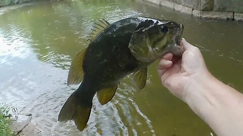 Fishing a little stream off Fox River gets us a BIG Bass