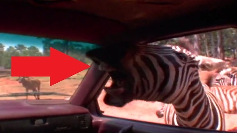 11 people who regret their trip to the zoo