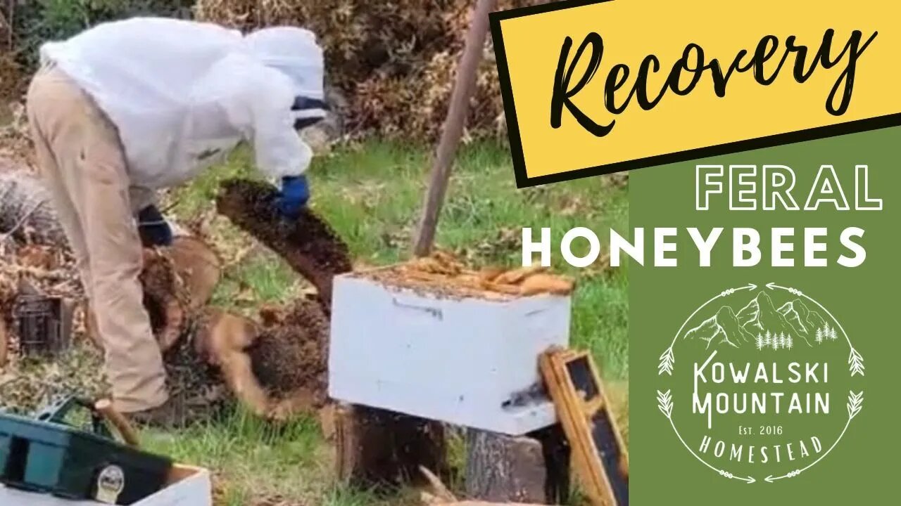 Recovery: Feral Honey Bee Colony | Honey Bee Rescue