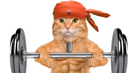 When Your Cat become John Cena!!! Funny Cat Videos 2021