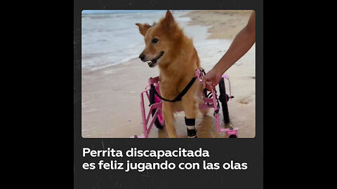 Perrita discapacitada da una lección de resiliencia al aventurarse hacia el mar