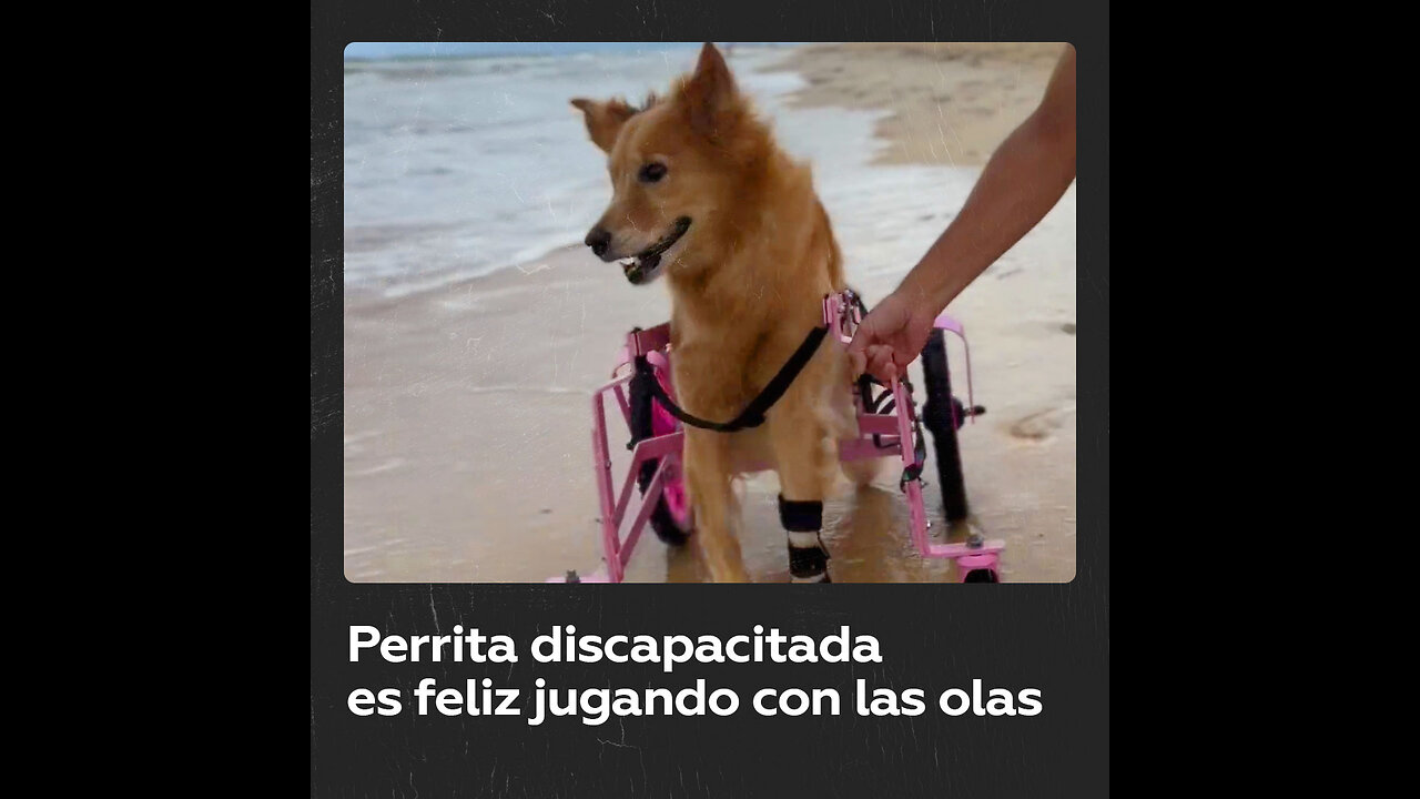 Perrita discapacitada da una lección de resiliencia al aventurarse hacia el mar