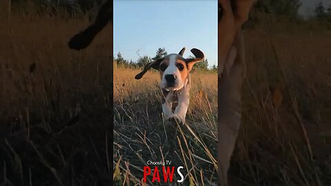 #PAWS - Running Puppy