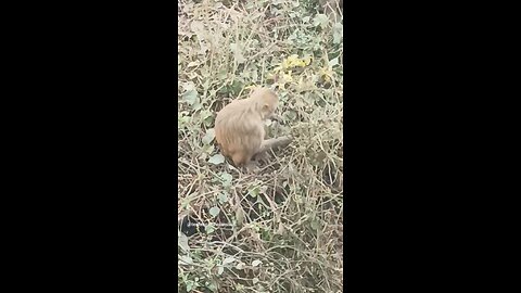 monkey🐒🐒 #funny #comedy#viral #trending #monkey #shorts #yt