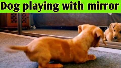 beautiful dog playing in front of the lead.