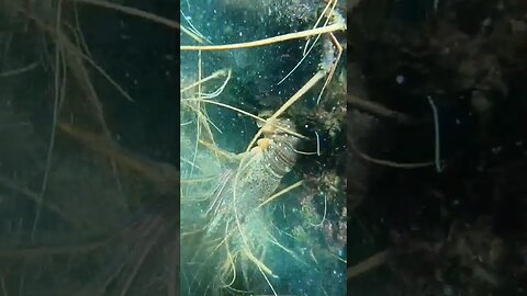 Wow 😮 So Much Lobster in one Place #shortsvideo #shortsfeed #jamaica #nature #ocean #shortviral