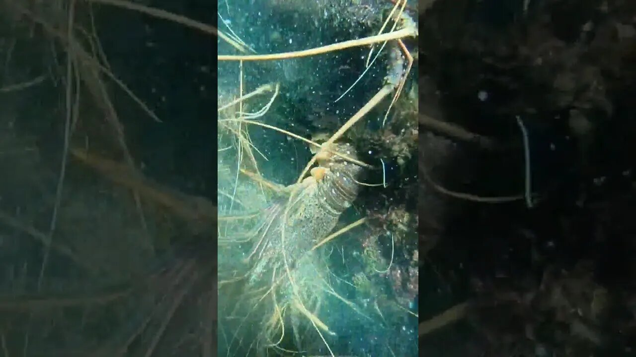 Wow 😮 So Much Lobster in one Place #shortsvideo #shortsfeed #jamaica #nature #ocean #shortviral