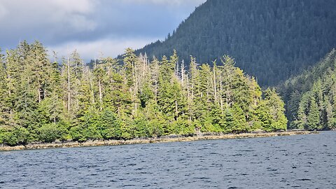 🆘️Millions of Dead Trees Standing Across North America