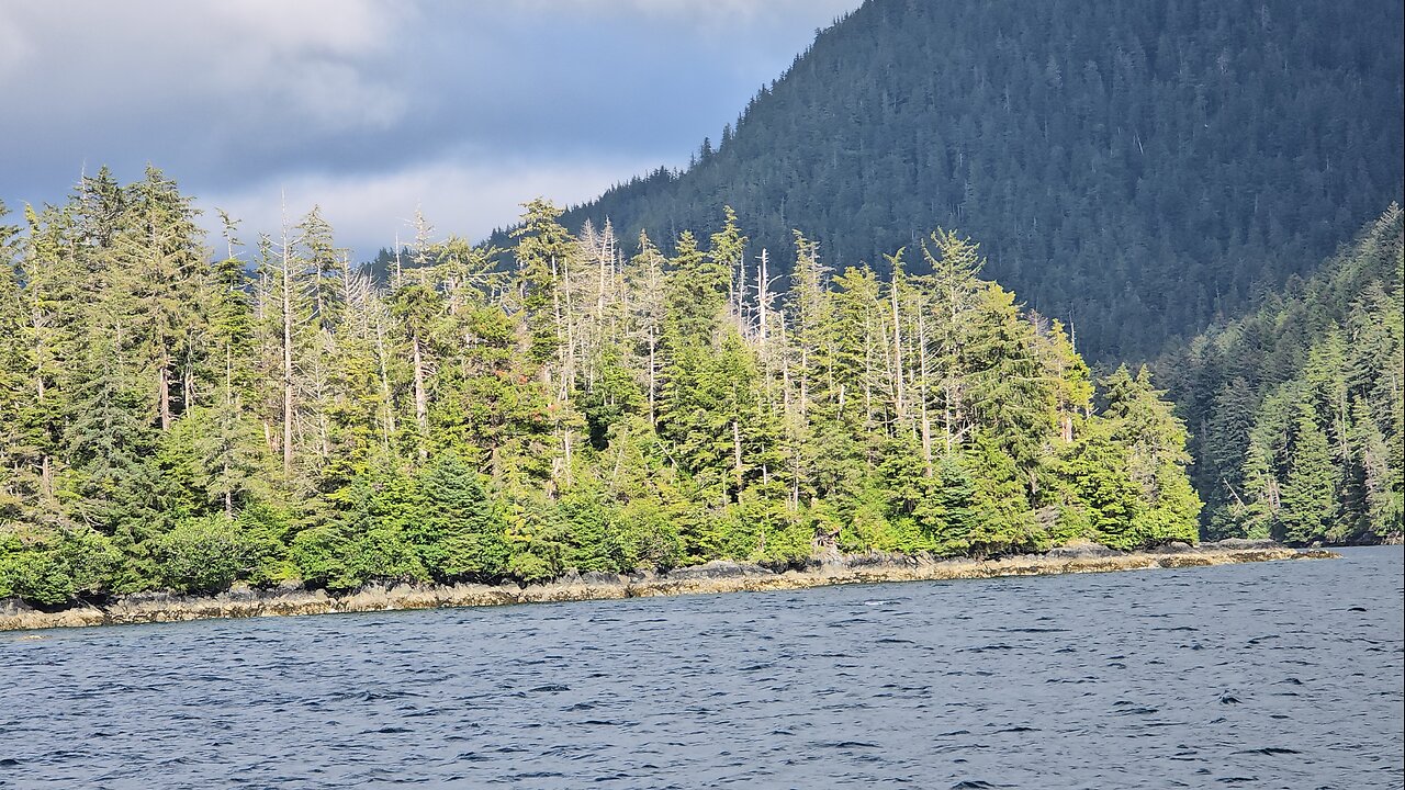 🆘️Millions of Dead Trees Standing Across North America