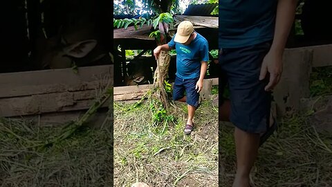 ini dia